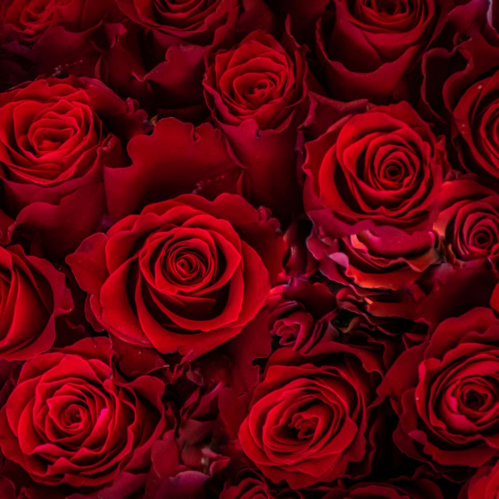 "Rose Backflow Cone - Natural Fragrance Backflow Dhoop"